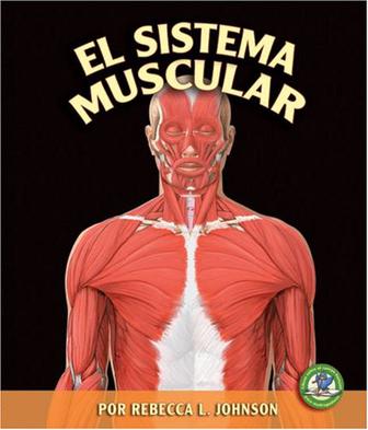 El Sistema Muscular = The Muscular System