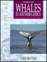 The Essential Guide to Whales in Southern Africa