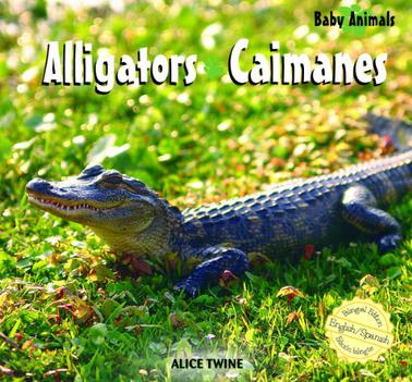 Alligators/Caimanes