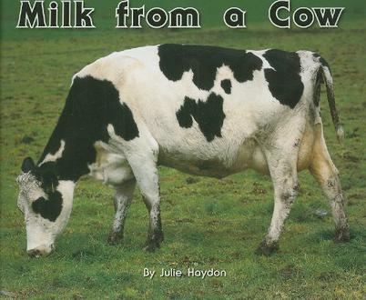 Milk from a Cow