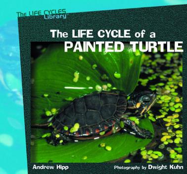 Life Cycle of a Painted Turtle