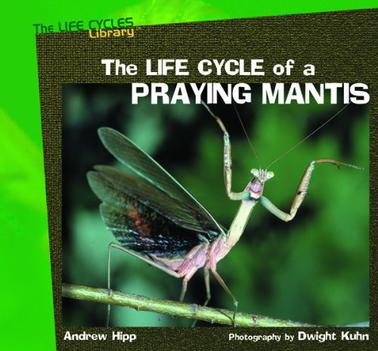 The Life Cycle of a Praying Mantis
