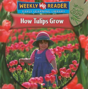How Tulips Grow
