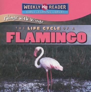 The Life Cycle of a Flamingo