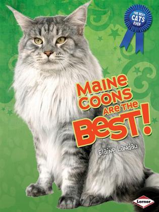 Maine Coons Are the Best!