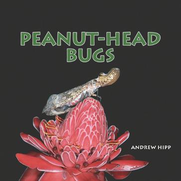 Peanut-Head Bugs
