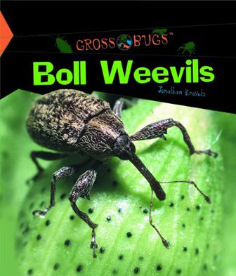 Boll Weevils