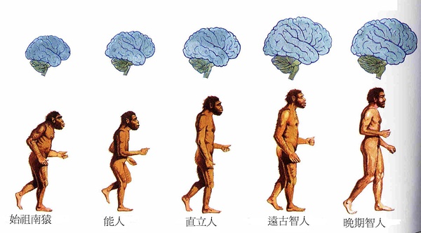 人类从未停止演化——读罗宾·邓巴《人类的演化》1