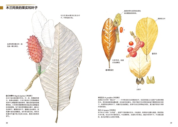 木兰同类的果实和叶子1