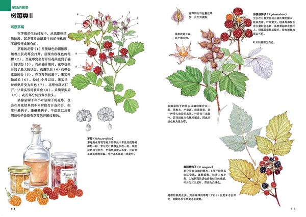树莓类II1