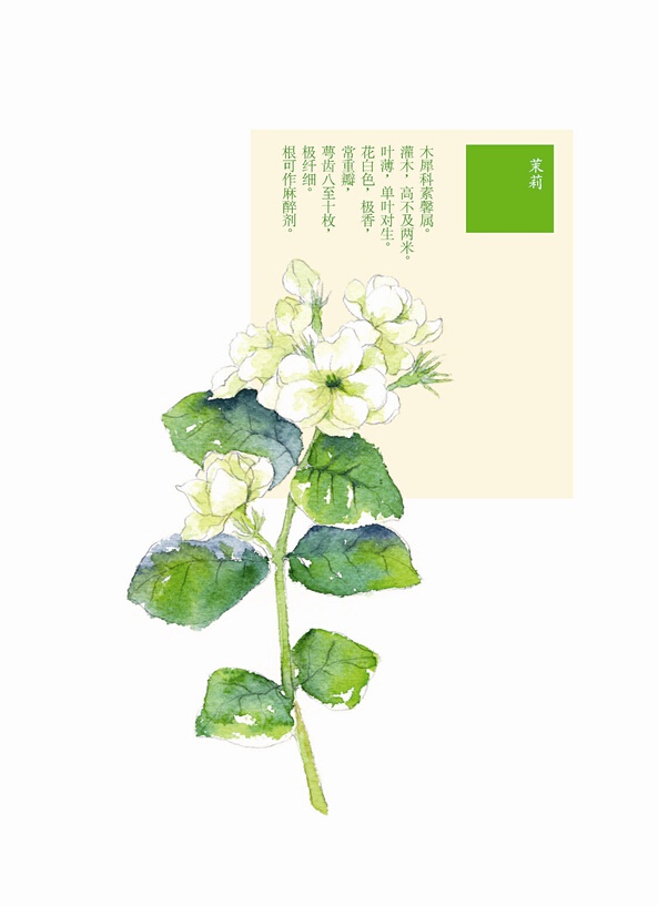 茉莉1